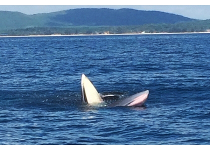 2018–08-16 观赏布式鲸旅游局邀游泰国湾